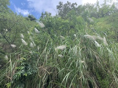 Saccharum spontaneum