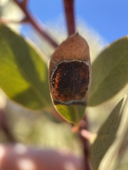 Exobasidium arctostaphyli