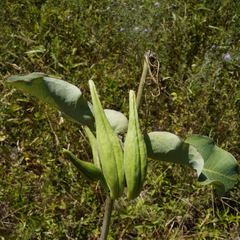 Asclepias amplexicaulis