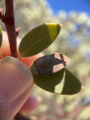 Exobasidium arctostaphyli