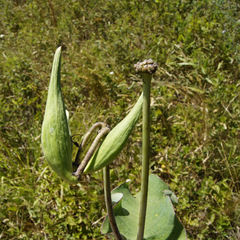 Asclepias amplexicaulis
