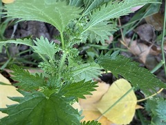 Urtica urens