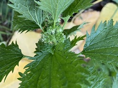 Urtica urens