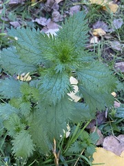 Urtica urens