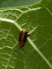 Heikertingeria clarki