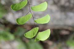 Adiantum philippense