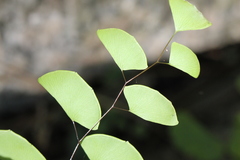 Adiantum philippense