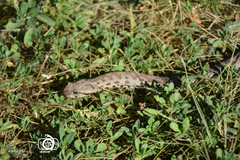 Montivipera latifii