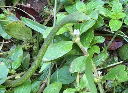 Photo of a Green Bush Snake (Philothamnus nitidus)