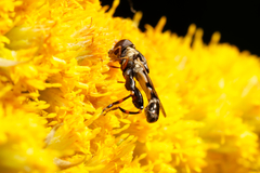 Syritta pipiens