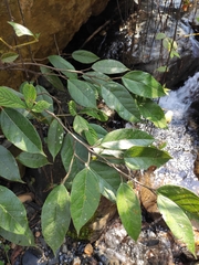 Ficus sarmentosa henryi