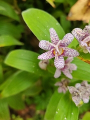 Tricyrtis formosana
