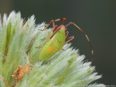 Creontiades rubrinervis