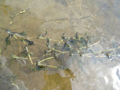 Potamogeton perfoliatus