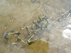 Potamogeton perfoliatus