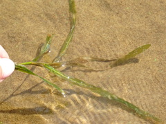 Potamogeton