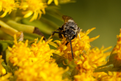 Lasioglossum