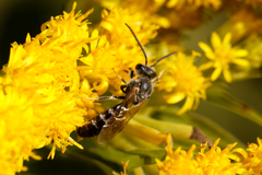 Lasioglossum