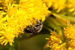 Lasioglossum
