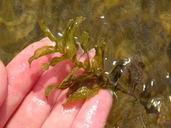 Potamogeton perfoliatus