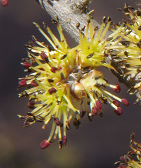 Forestiera phillyreoides