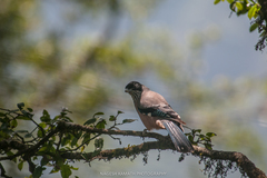 Black-Headed Jay photo 5