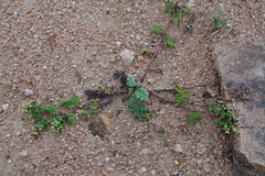 Potentilla chinensis