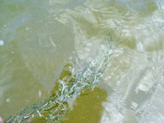 Potamogeton