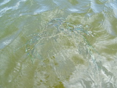 Potamogeton