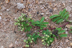 Potentilla chinensis