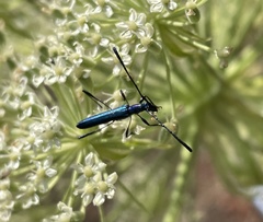 Hypocrites obtusipennis