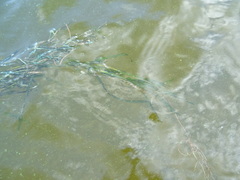 Potamogeton
