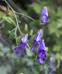 Aconitum grossedentatum
