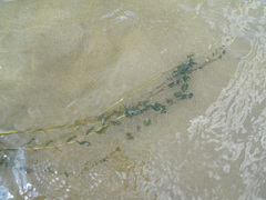 Potamogeton perfoliatus
