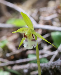 Dactylostalix ringens