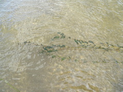 Potamogeton perfoliatus