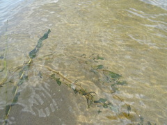 Potamogeton perfoliatus