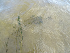 Potamogeton perfoliatus