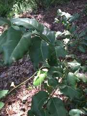 Cryptocarya alba
