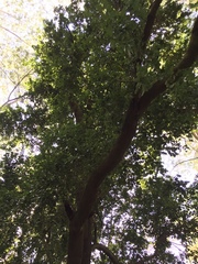 Cryptocarya alba