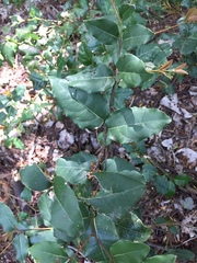 Cryptocarya alba