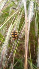 Clinteria klugi