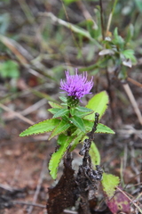 Cirsium vlassovianum