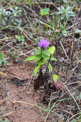 Cirsium vlassovianum