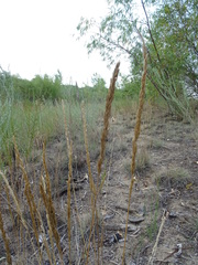 Koeleria glauca