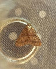 Pandesma robusta