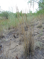 Koeleria glauca