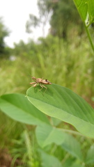 Irantha