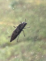 Chalcophora virginiensis