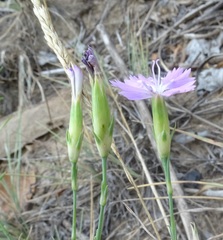 Dianthus